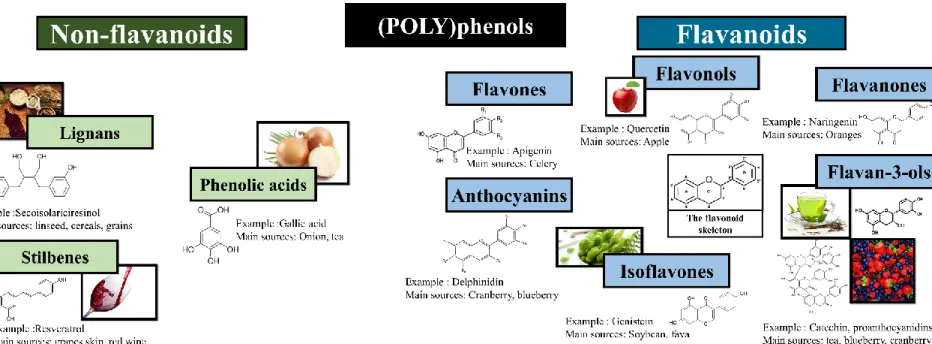 Figure 1: Structures chimiques des différentes classes de polyphénols. 