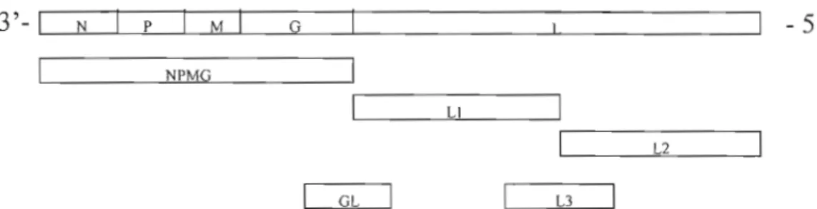 Figure 2  : Schéma des cinq  produits de RT-PCR utilisés  pour le séquençage. 