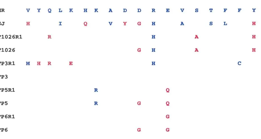Figure 7.  Séquence en  acides aminés de  la protéine G du  VSV-Indiana wt  BR  et ses  mutants thermosensibles (TI026, TP3, TP5, TP6)  et  thermorésistants  (TI026Rl,  TP3Rl,  TP5Rl,  TP6Rl)
