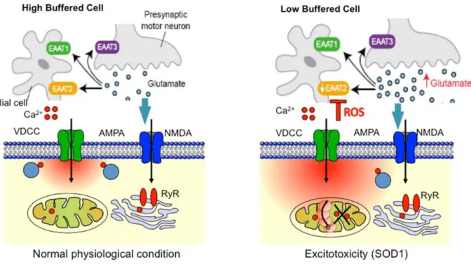 Figure 3 L’excitotoxicité induite par le glutamate et la sensibilité des motoneurones aux  influx de calcium (70)