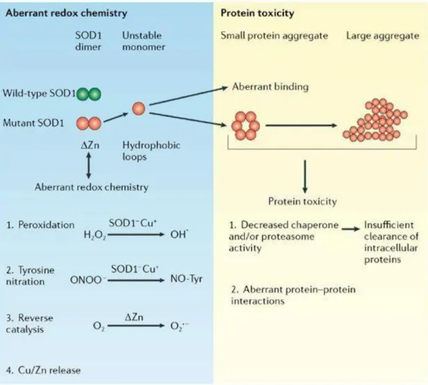 Figure 4 Production d’hydroxy-radicaux par les formes mutantes de SOD1 (79)