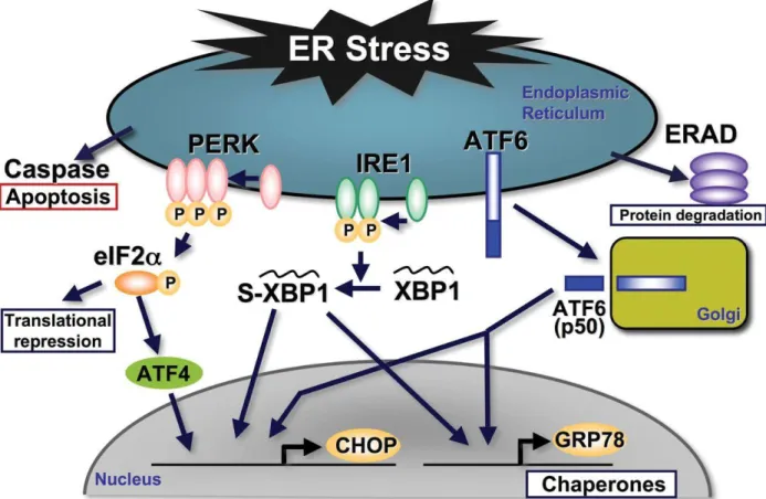 Figure 6 Cascade d’évènements dans le stress du réticulum endoplasmique (111)