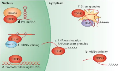 Figure 8 Fonctions normales de TDP-43 dans la gestion des ARNs et la formation de  granules de stress (142)