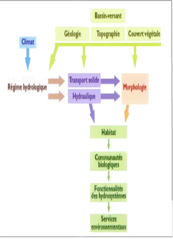 Figure 1.1	  Schéma  du  fonctionnement  physique  des  hydrosystèmes  et  son  implication vis-à-vis des  communautés biologiques