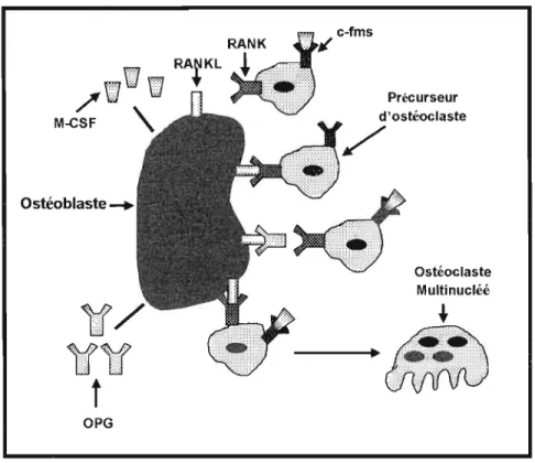 Figure  1.2 :  Régulation  de l' ostéoclastogenèse  par les  ostéoblastes:  La  présence  des  ostéoblastes est  absolument  requise  pour que  les  ostéoclastes  puissent  proliférer  et  se  différencier