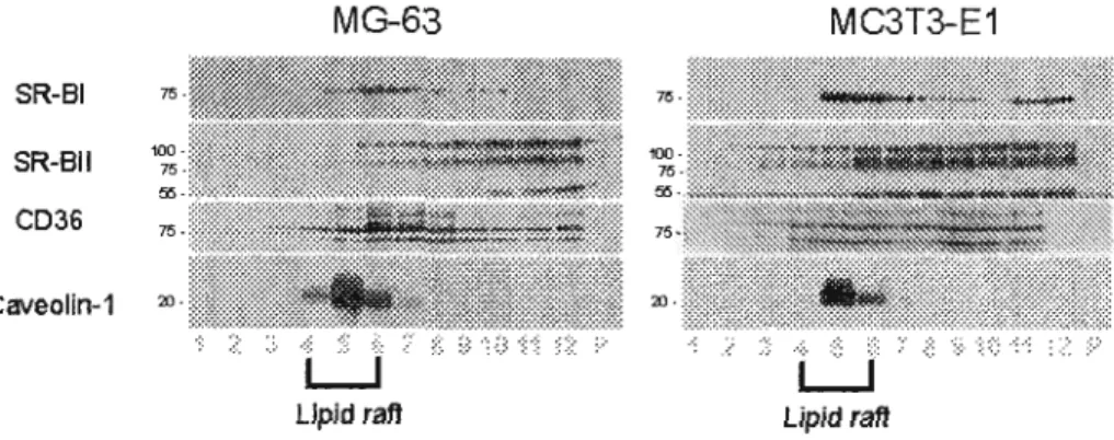 Figure 2.4 : Immunoblotting of MG-63 and  MC3T3-El cell  proteins fractionated  by  discontinuous  sucrose  gradient