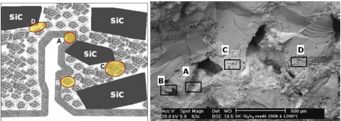 Figure IV- 18 : Localisation de sites d’observation (A à D) des modifications morphologiques liées à  l’oxydation du matériau SiC-Si 3 N 4  à 1200°C pendant 200h, sous air ambiant