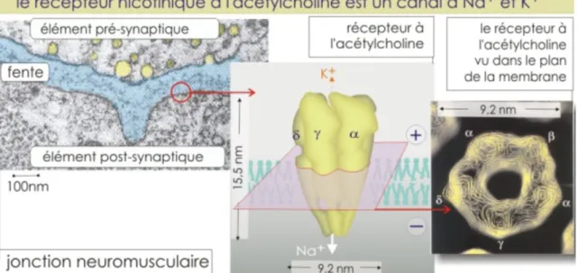 Figure 7 : Récepteur nicotinique dans un élément post-synaptique(34). 