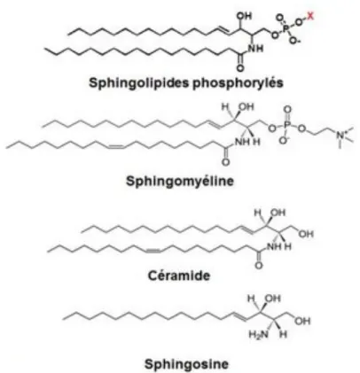 Figure 16 - Sphingosine et différents Sphingolipides 