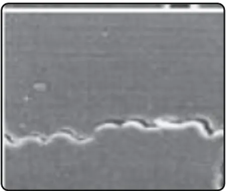 Figure 2-6 : Délaminage local en pointe de fissure d'une fissure transverse 