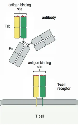 Figure 2.  The T-cell receptor resembles a membrane-bound immunoglobulin  (Adapted from  Janeway’s Immunobiology) [20]