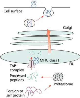 Figure 4.  Schematic representation of MHC class I pathway for antigen processing and  presentation (Adapted from Antigen Processing by Sandberg et al.) [22]