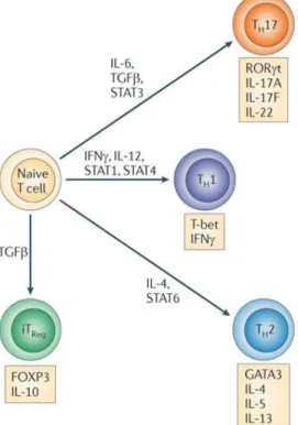 Figure  6.  Functional differentiation of Th cells (Adapted from Phenotypical and functional  specialization of FOXP3+ regulatory T cells by Campbell et al.) [31] 