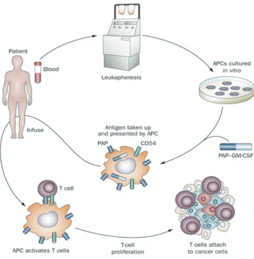 Figure 8. Mechanism of action of sipuleucel-T (Adapted from Immunotherapy for the treatment of  prostate cancer by Di Lorenzo et al.) [46] 