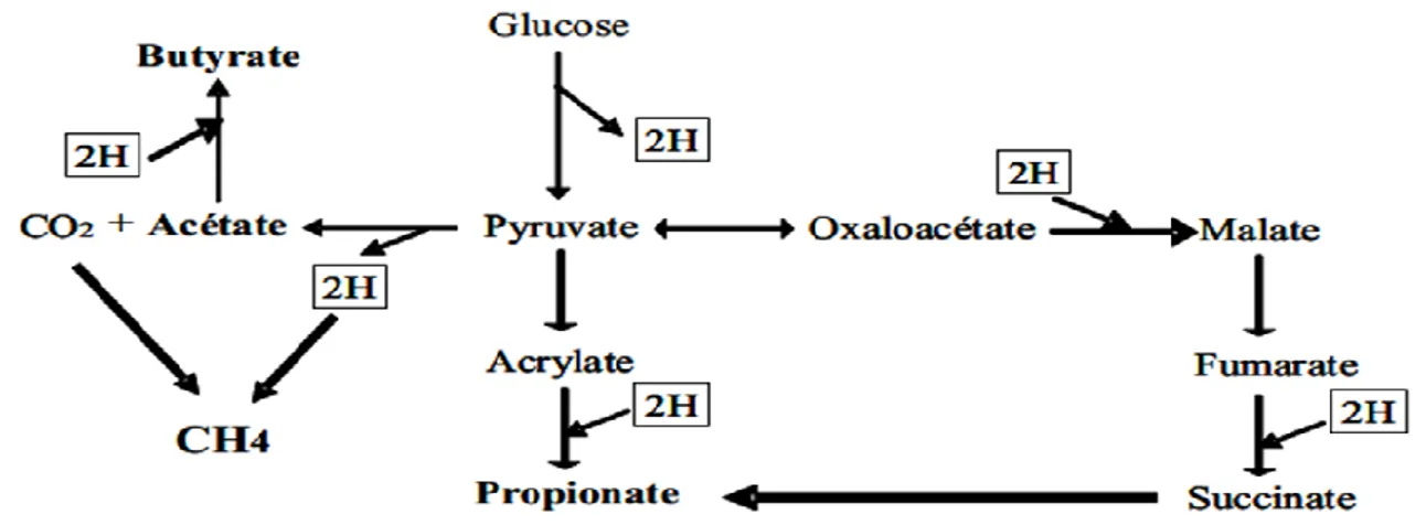 Figure 1.5. Métabolisme de l’hydrogène dans les différentes voies fermentaires du rumen  (Jouany et Thivend, 2008)