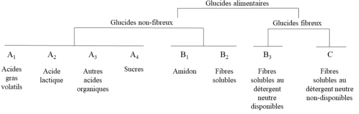 Figure 1.1 Classification des glucides selon leurs caractéristiques de dégradation dans le rumen  (Lanzas et al