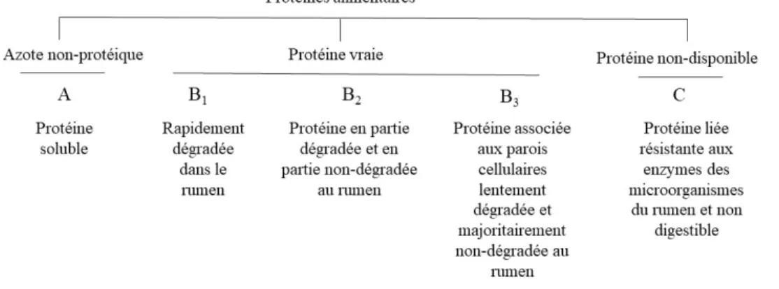 Figure 1.2 Classification des protéines alimentaires selon leurs caractéristiques de dégradation  dans le rumen (Sniffen et al