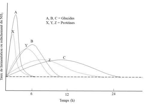 Figure  1.3  Théorie  du  synchronisme  dans  le  rumen  entre  l'énergie  et  la  protéine  (Adapté  de  Johnson, 1976)