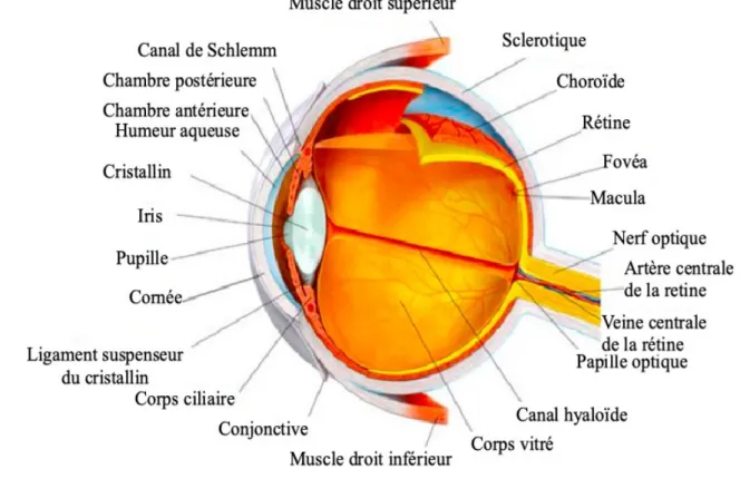 Figure 6: Vue d’une coupe du globe oculaire (52)