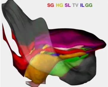 Figure 9: Vue en 3D de la myologie linguale (59)