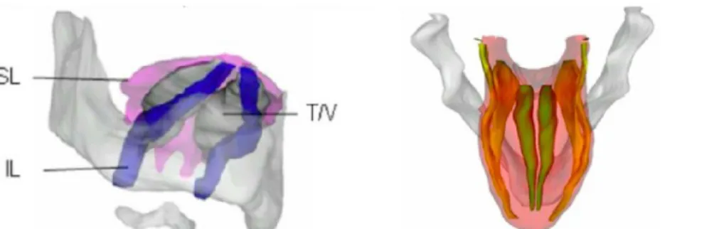 Figure 10: Représentation 3D des muscles extrinsèques (droite) et intrinsèques (gauche)(59)