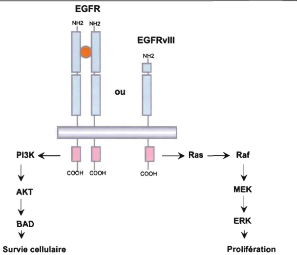 Figure 1.2  : Signaux de transduction  cellulaire activés par le  récepteur à l'EGF dimérique  ou  EGFRvIII