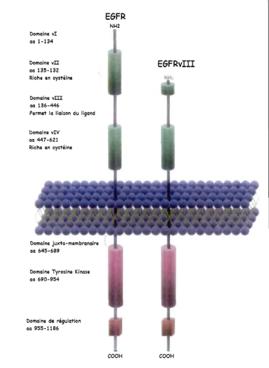 Figure 1.4  : Représentation linéaire du récepteur à  l'EGF et de la forme mutée EGFRvill