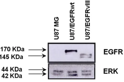 Figure 3.2  : Validation des  modèles  par immunobuvardage de type western. 