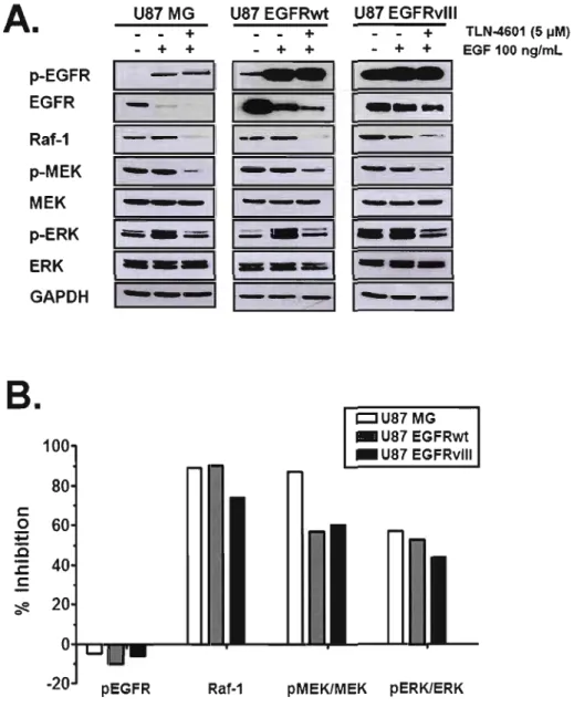 Figure 3.5 : Effet du TLN-4601 sur la voie des MAPK chez les  glioblastomes. 