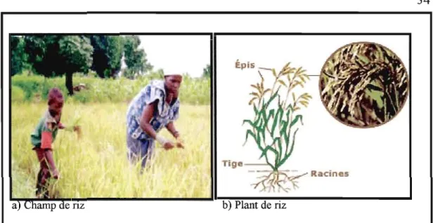 Figure  1.3: Champ de riz (a) et un Plant de riz (b) 