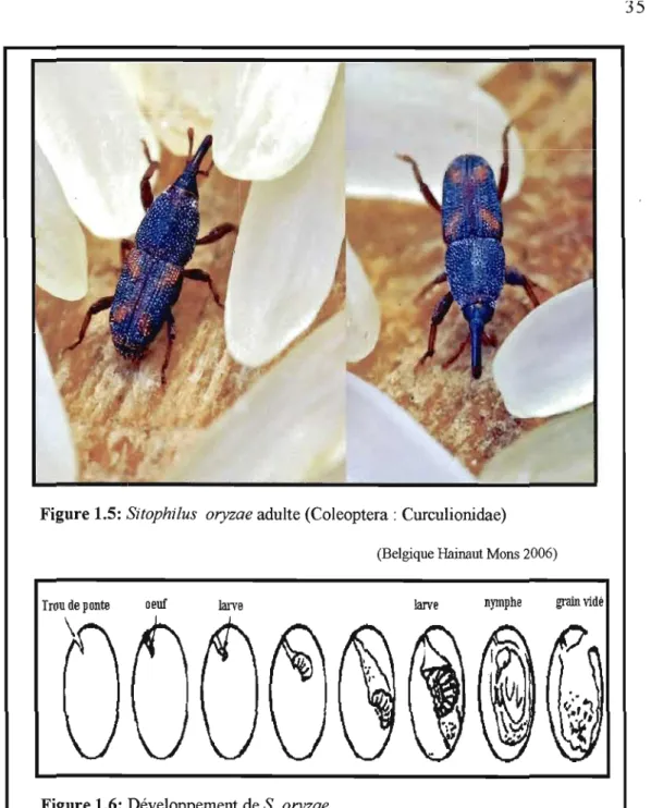 Figure 1.5:  Sitophilus  oryzae  adulte (Coleoptera : Curculionidae)  (Belgique Hainaut Mons 2006) 