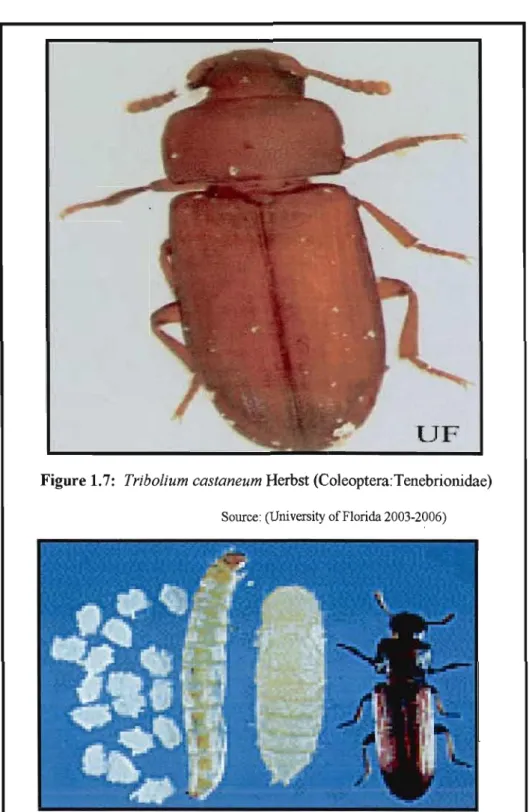 Figure 1. 7:  Tribolium castaneum Herbst  (Coleoptera:Tenebrionidae) 