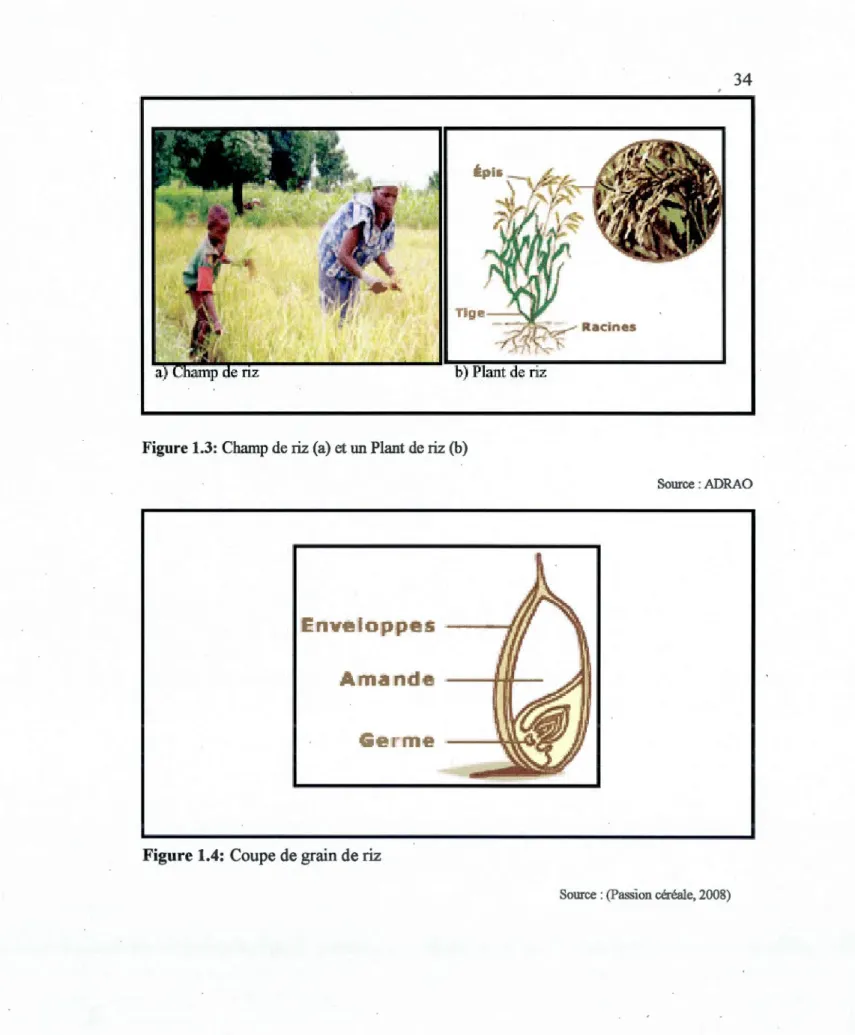 Figure 1.3: Champ de riz (a) et un Plant de riz (b) 