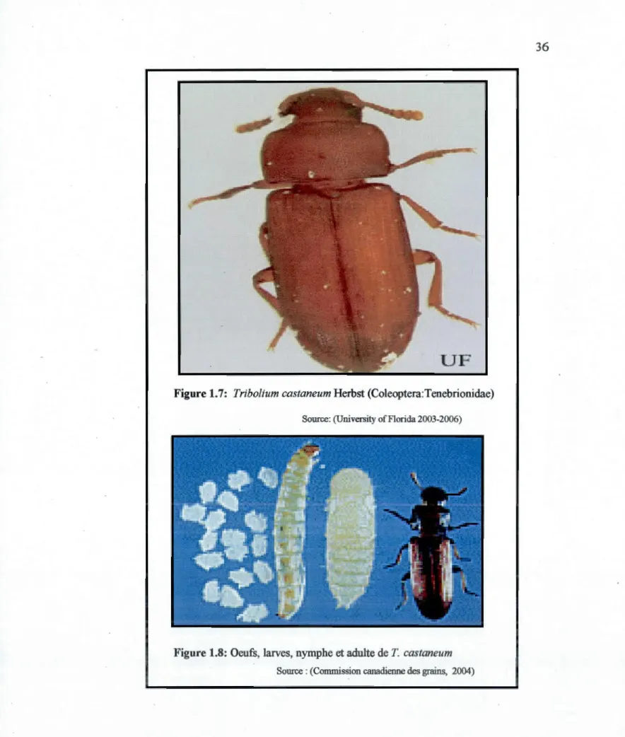 Figure 1.7:  Tribolium castaneum  Herbst (Coleoptera:Tenebrionidae) 