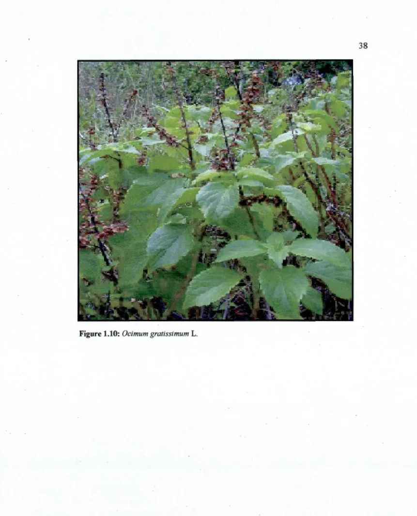 Figure 1.10:  Ocimum gratissimum  L. 