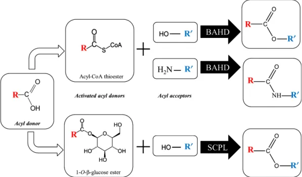 Fig. 1 Acylation mechanisms catalyzed by BAHD and SCPL acyltransferases. The carboxylic group (COOH) of the acyl donor (R) can be esterified with Coenzyme A (SCoA) or glucose to form an activated acyl donor.
