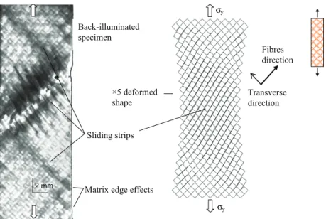 Fig. 5. Predicted and experimental deformed shape for [45] 2 laminate in static tensile configuration.