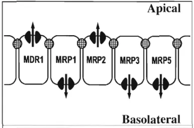 Figure  4.  2  - Localisation  des  transporteurs  MRP  et  sens  du  transport de  chacun