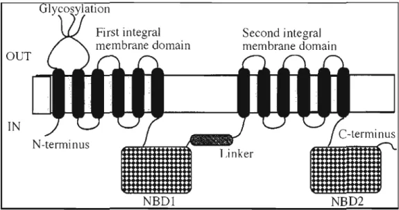 Figure  4.  3  - Structure  secondaire  du  transporteur  MORt.  NBDI  et  NBD2  sont  des  acronymes pour Nucleotides Binding Domain  1 et 2