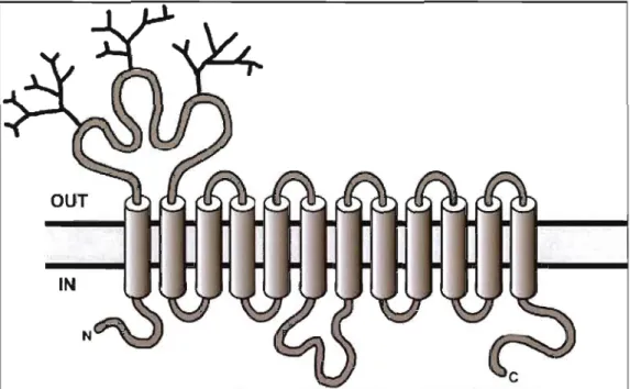 Figure 4. 4 - Structure secondaire du transporteur OCTl. Tiré de Jonker et Schinkel, 2003