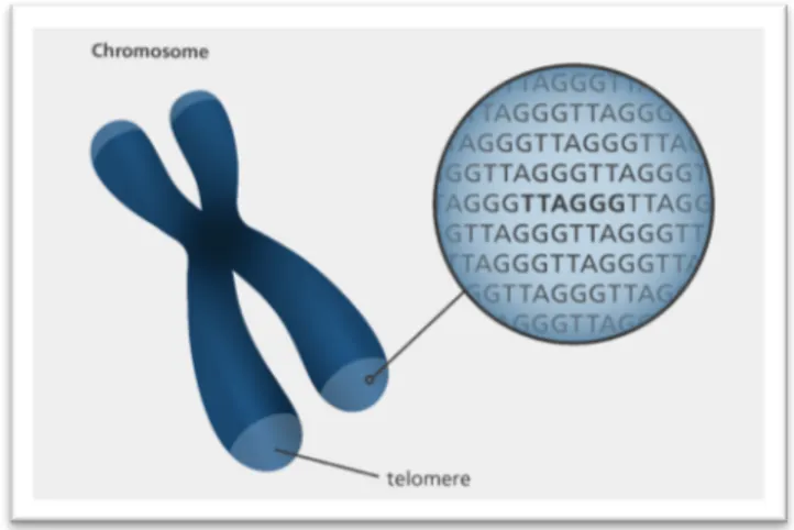 Figure 9: schéma d'un chromosome, avec à ses extrémités les télomères, du site interne « your genome »