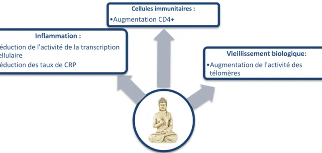 Figure 10 : récapitulatif des effets de la méditation sur le système immunitaire, schéma personnel