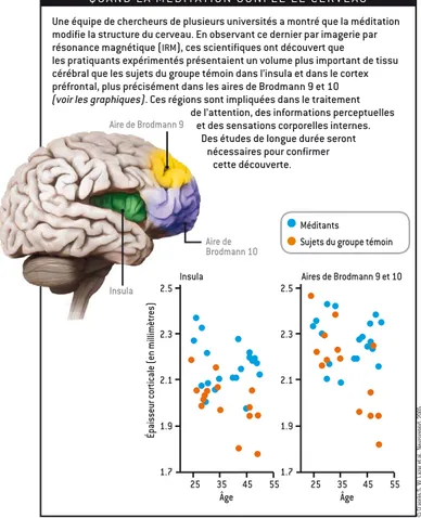Figure 11: influence de la méditation sur l'épaisseur du cortex cérébral issu de la revue Pour La Science [40]