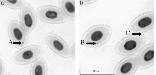 Fig. 1. Giemsa stained peripheral erythrocytes of C. carassius (  1500) after 4 days exposure to CP 5 mg l 1 