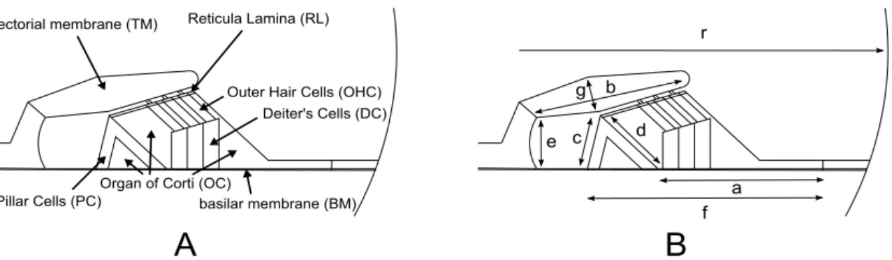 FIGURE 1. (A) Zoomed view of a cross section of the organ of Corti in the middle turn