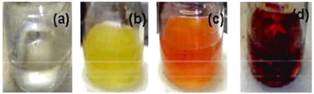 Figure 2.3  :  Changement de  couleur se produisant lors  de  la  réaction de  formation  du  précurseur  de  l' InP  : (a)  avant  le  début  de  la  réaction;  (b)  et  (c)  états  progressifs de  la  réaction,  et (d)  fin  de  la  réaction