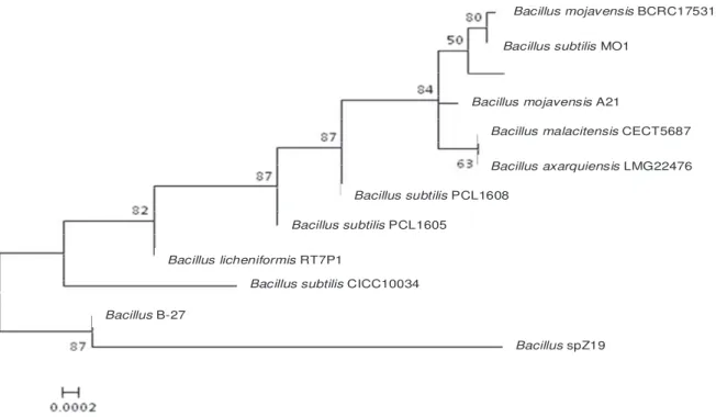 Figure 5. Phylogenetic tree derived from parsimony analysis of 16S rDNA gene from Bacillus sp