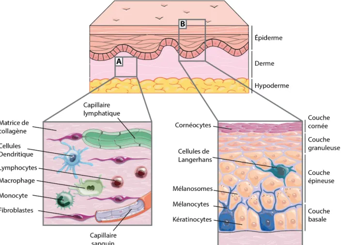 Figure 1 : Schématisation de la structure générale de la peau normale humaine, avec l’épiderme, le  derme et l’hypoderme
