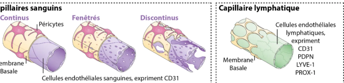 Figure 5 : Représentation schématique de capillaire lymphatique et des différents types de capillaires  sanguins