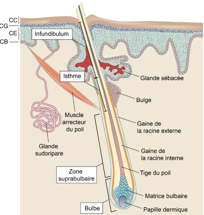 Figure 6 : Organisation structurelle du follicule pileux en phase d’anagène. 